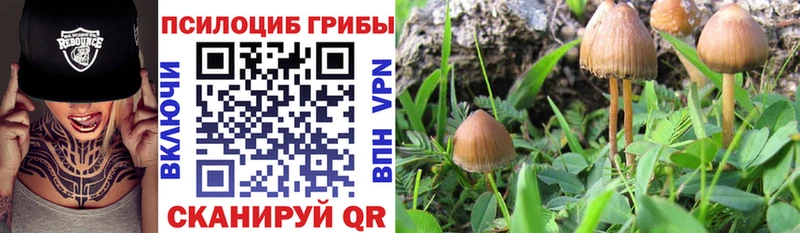 Галлюциногенные грибы Cubensis Катайск